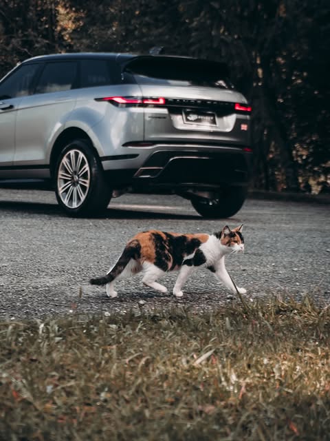 LAND ROVER EVOQUE HSE DYNAMIC P250 - Imagem 3